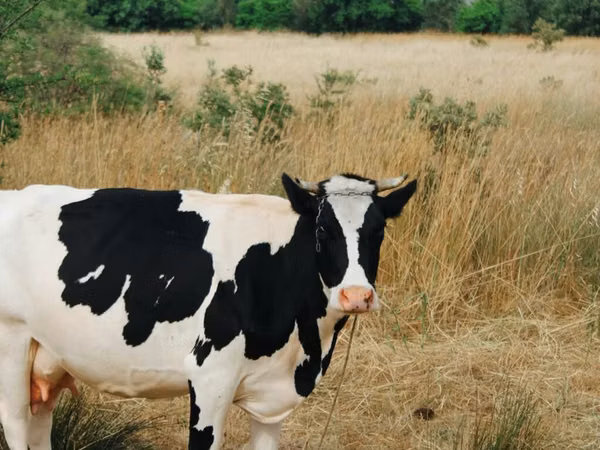Mucca, Russian Black pied cattle — Azerbaigian