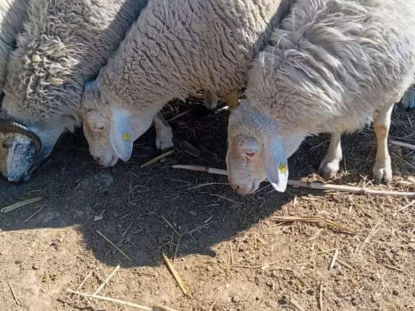 Vædder, Assaf sheep
