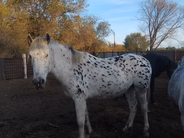 Mare, Appaloosa