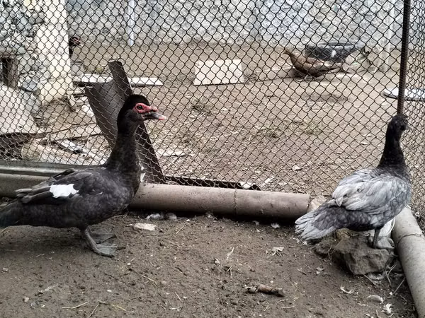 Turkeys