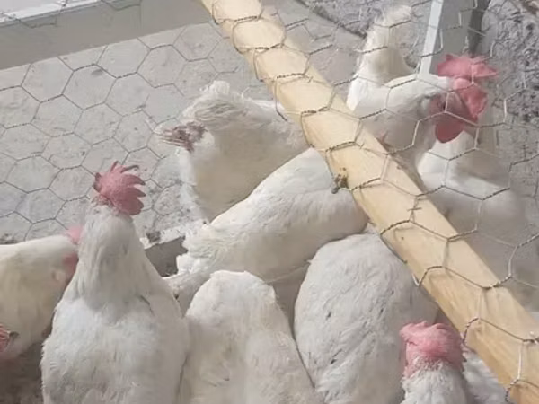 Chickens — আর্মেনিয়া