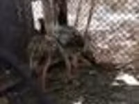Chickens — photo 6