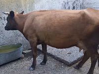 Vache, Bovins — photo 4