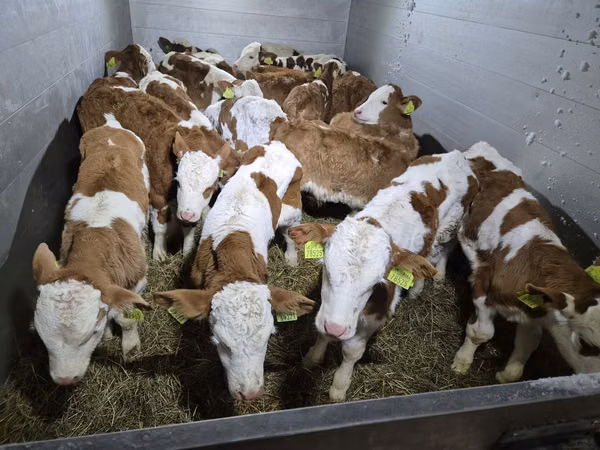 โคเนื้อ (เป็นล็อต, ไม่ระบุเพศ), Simmental cattle