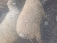 كبش, الأغنام — الصورة 3