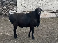 Koç, Rhon sheep — foto 4