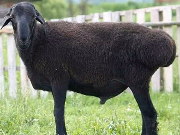 Ram, Sheep — Kazakhstan