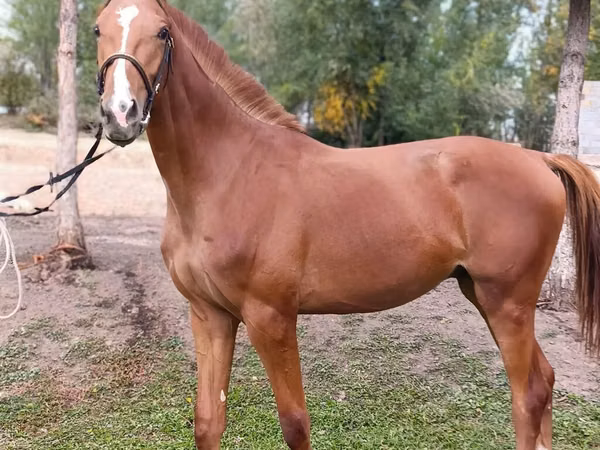 Horse (M), Arabian horse — Kyrgyzstan