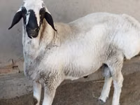 公羊, Sheep — 照片 2