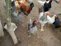 Chickens — عکس 6