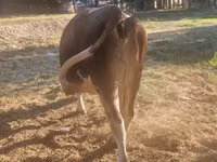 Krava, Swiss cattle — foto 2