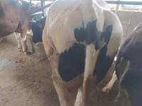 Banteng, Holstein breed — foto 5