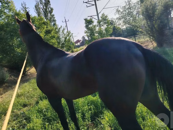 اسب (گروه، جنسیت مشخص نشده), Hanoverian