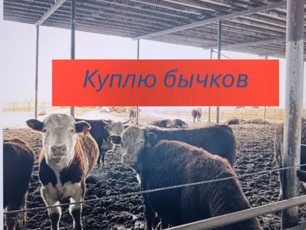 Bik, Swiss cattle — Казахстан