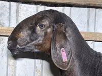 Ram, Sheep — photo 1