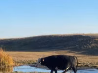 Toro, Bovini — foto 5