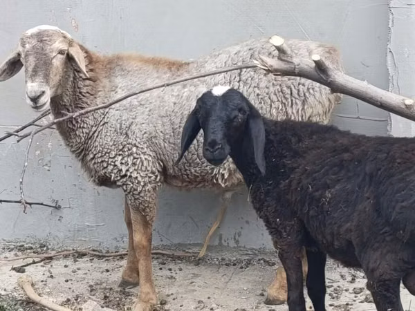 Sheep (batch, sex not specified), Sheep — Kyrgyzstan
