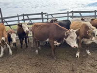 Vache, Bovins — photo 8
