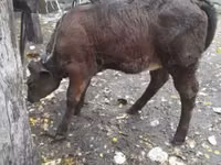 İnək, Mal-qara — foto 1
