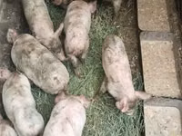 หมูป่าตัวผู้, หมู — รูปภาพ 1