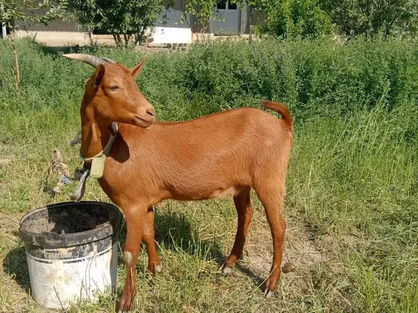 Goat, Goats — Uzbekistan