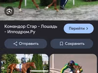 Айғыр, Thoroughbred horse — 5-сурет