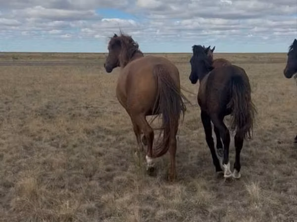 Mare, Kazakh horse — Kazakhstan