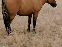 Hing, Mugalzhar horse — 2. fotó