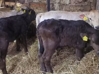 Үхэр (бүлэг, хүйс заагаагүй), Simmental cattle — 5 зураг