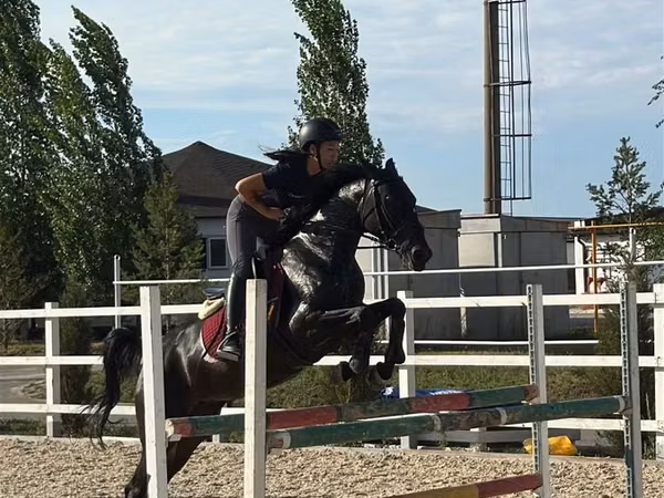 Модиён, Friesian sport horse