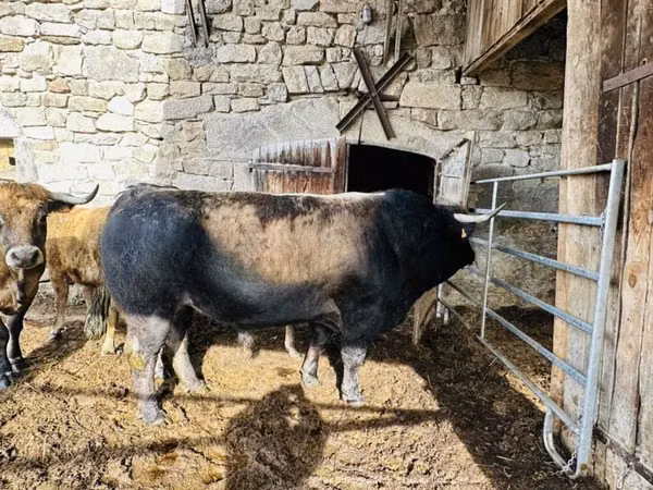 Cow, Aubrac cattle