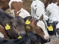 Үхэр (бүлэг, хүйс заагаагүй), Simmental cattle — 2 зураг