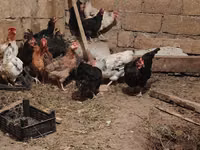 Chickens — फ़ोटो 3