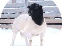 Ovan, Dorper sheep — fotografija 1