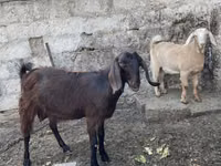 Ri’ dhaddig, Damask goat — sawirka 1
