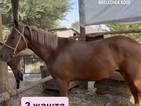 Cavalla, Thoroughbred horse — Kirghizistan