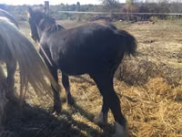 اسب نر, Gypsy horse — عکس 4