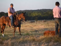 Адуу, Quarter Horse — 6 зураг