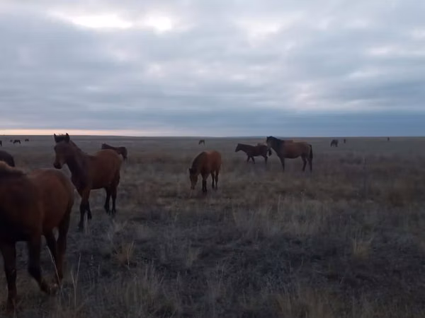 Horse (M), Horse breed — Kazakhstan