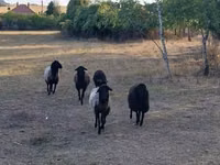 Sheep, Karakul sheep — photo 1