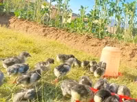 Australorp — foto 5