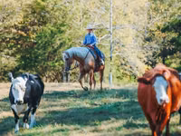 Kuda jantan, Quarter Horse — foto 8