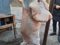 የጎትት አውራ በግ, Sheep — ፎቶ 6