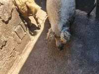 Boar — photo 3
