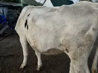 Cow, Swiss cattle — photo 3