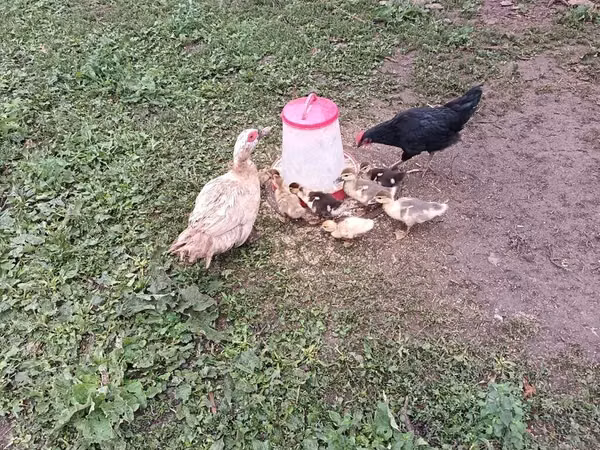 家养麝香鸭 — 阿塞拜疆