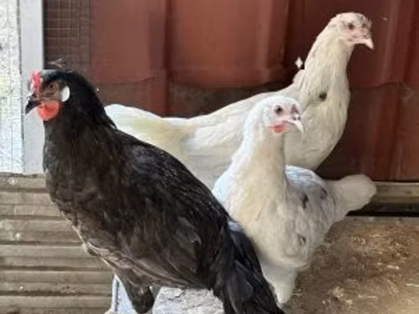 Chickens