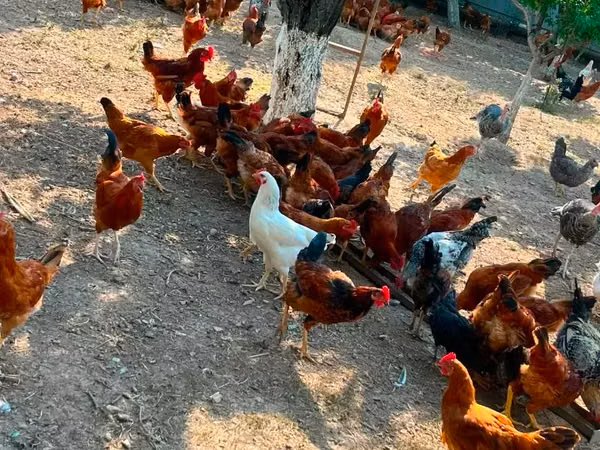 Chickens — 亚美尼亚