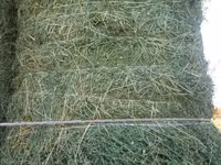 сено люцерна жоношка урлон свежый укос жоношка сатамын кез келген жерг — photo 2