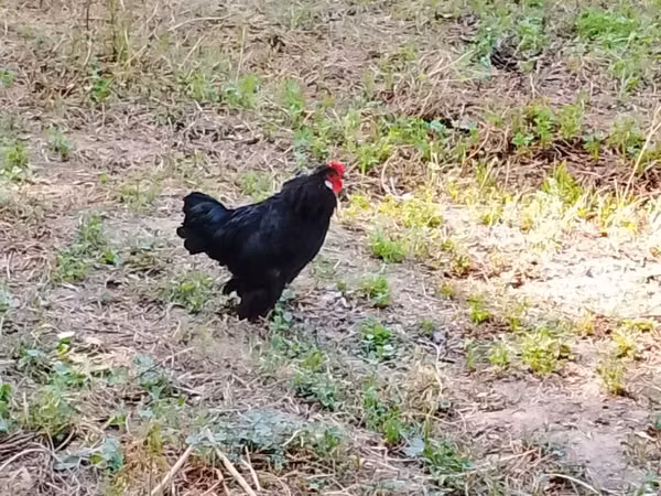 Chickens — কিরগিজিস্তান